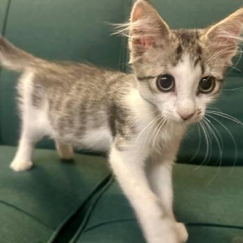 Graham -  Domestic Medium Hair Cat for Adoption in League City, Texas - Graham | PetCurious
