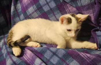 Rescue Domestic Short Hair Cats for Adoption in Kirklin, Indiana - Reba | PetCurious