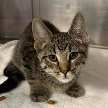 Domestic Short Hair Cats Available for Adoption - Sugar Apple | PetCurious