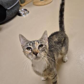 Loita -  Domestic Short Hair Cat for Adoption in Schertz, Texas - Loita | PetCurious