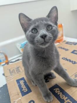 Blueberry Muffin -  Domestic Short Hair and Russian Blue Cat for Adoption in Chandler, Arizona - Blueberry Muffin | PetCurious