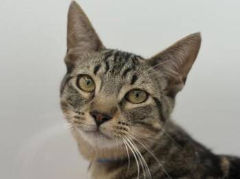 Domestic Short Hair Cats Available for Adoption in Portland, Oregon - Mufasa | PetCurious