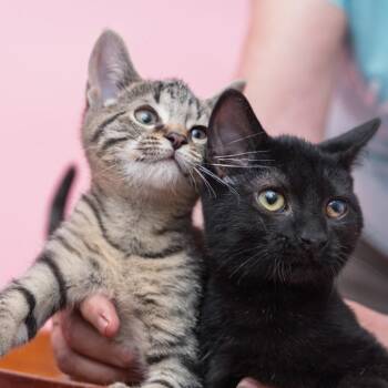 Stewart and Maisey BROTHER/SISTER DUO -  Tabby and Domestic Medium Hair Cat for Adoption in Bethel, Connecticut - Stewart And Maisey BROTHER/SISTER DUO | PetCurious