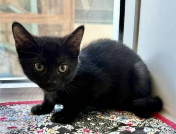 ROMULUS -  Domestic Short Hair Cat for Adoption in Sarasota, Florida - ROMULUS | PetCurious