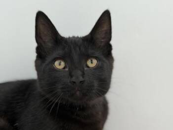 Albert -  Domestic Short Hair Cat for Adoption in Portland, Oregon - Albert | PetCurious