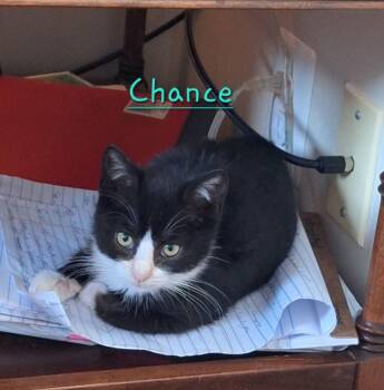 Domestic Short Hair Cats Available for Adoption - 2026-04 Chance | PetCurious