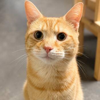 Bernard -  Domestic Short Hair Cat for Adoption in Bloomfield, New Jersey - Bernard | PetCurious