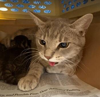 Bubblegum -  Domestic Short Hair Cat for Adoption in Cincinnati, Ohio - Bubblegum | PetCurious