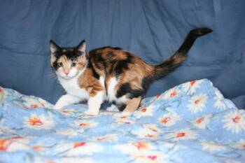 Rescue Calico and Domestic Short Hair Cats for Adoption in Howell, Michigan - Trixie | PetCurious