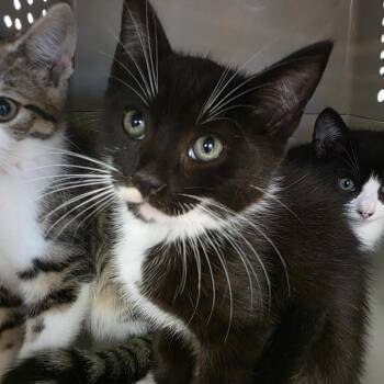 Taft -  Domestic Short Hair Cat for Adoption in Watertown, New York - Taft | PetCurious