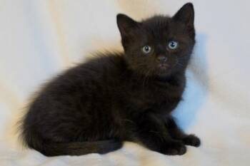 Domestic Short Hair Cats Available for Adoption - Biscotti | PetCurious