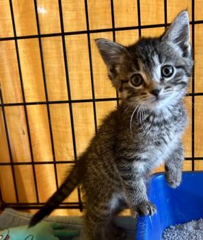 Serrano -  Domestic Short Hair Cat for Adoption in Portland, Indiana - Serrano | PetCurious