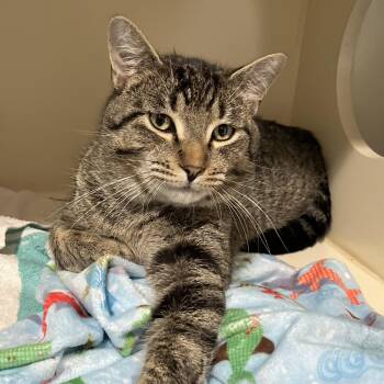 Baxter -  Domestic Short Hair Cat Available for Adoption in Victor, New York - Baxter | PetCurious