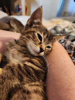 Domestic Short Hair Cats Available for Adoption in Wheaton, Illinois - Comet | PetCurious