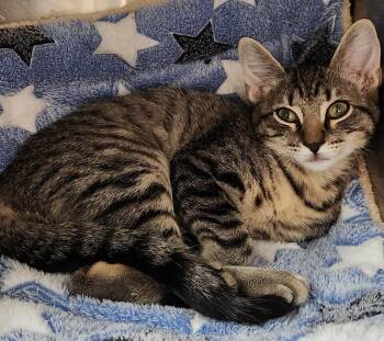 Jade -  Domestic Short Hair Cat for Adoption in San Antonio, Texas - Jade | PetCurious