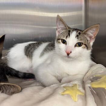 Lacey -  Domestic Short Hair Cat for Adoption in Keizer, Oregon - Lacey | PetCurious