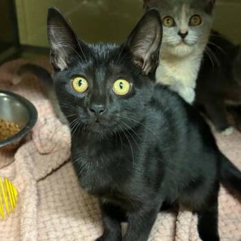Espresso -  Domestic Short Hair Cat for Adoption in Concord, North Carolina - Espresso | PetCurious