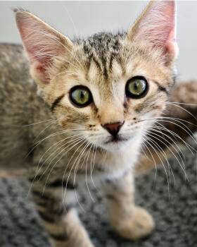 Tommy -  Domestic Short Hair Cat for Adoption in Corrales, New Mexico - Tommy | PetCurious