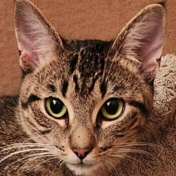 Abbey -  Tabby and Domestic Short Hair Cat for Adoption in Gilbert, Arizona - Abbey | PetCurious