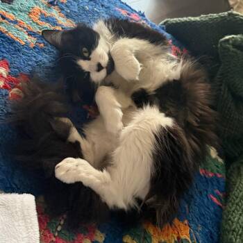 Pookie Bear -  Domestic Medium Hair Cat for Adoption in Philadelphia, Pennsylvania - Pookie Bear | PetCurious