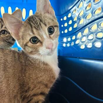 Fig -  Domestic Short Hair Cat for Adoption in Leander, Texas - Fig | PetCurious