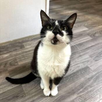Aunt Chrissy -  Domestic Short Hair Cat for Adoption in Carencro, Louisiana - Aunt Chrissy | PetCurious