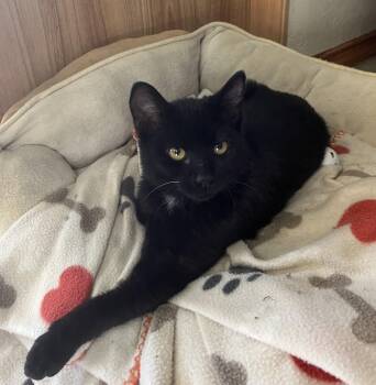 Rescue Domestic Short Hair Cats for Adoption in Walkerville, Montana - Luca | PetCurious