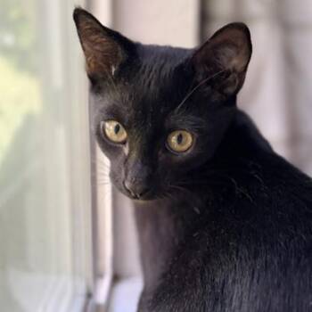 Art -  Domestic Short Hair Cat for Adoption in Dublin, California - Art | PetCurious