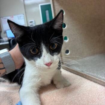 Kerrygold -  Domestic Short Hair Cat for Adoption in Reno, Nevada - Kerrygold | PetCurious