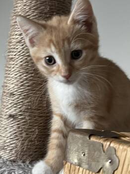 Macadamia -  Domestic Short Hair Cat for Adoption in Trenton, New Jersey - Macadamia | PetCurious