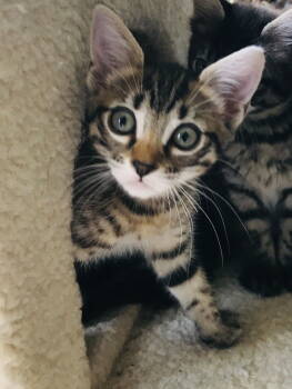 Rescue Tabby Cats for Adoption in Plano, Texas - Amber | PetCurious