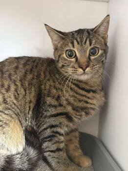 Rescue Domestic Short Hair Cats for Adoption in Bolivar, Missouri - Walmart | PetCurious