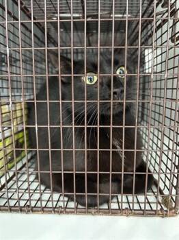 Domestic Short Hair Cats Available for Adoption in Houston, Texas - A654968 | PetCurious