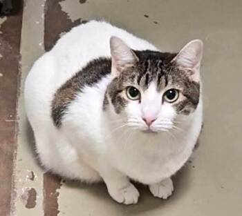Rescue Domestic Short Hair Cats for Adoption in Ogden, Utah - Togapi | PetCurious