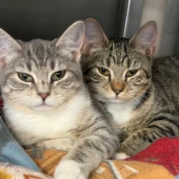 Pontiac -  Domestic Short Hair and Mixed Breed Cat for Adoption in Ashtabula, Ohio - Pontiac | PetCurious