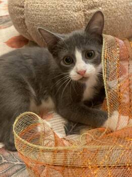 Roll (1781) -  Domestic Short Hair Cat for Adoption in Zephyrhills, Florida - Roll (1781) | PetCurious