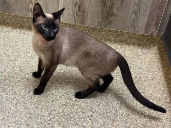 Siamese and Domestic Short Hair Cats Available for Adoption in Colorado Springs, Colorado - FIREBALL | PetCurious