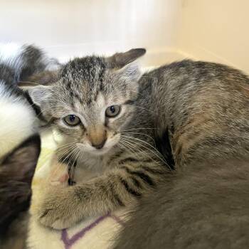 Spam Fried Rice -  American Shorthair Cat for Adoption in Carencro, Louisiana - Spam Fried Rice | PetCurious