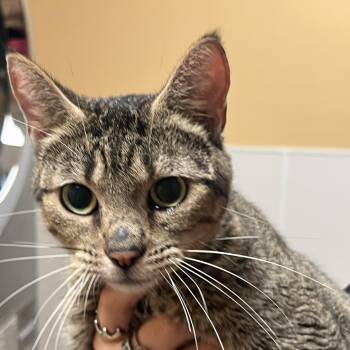 FWT Mystic -  Domestic Short Hair Cat for Adoption in Midland, Texas - FWT Mystic | PetCurious