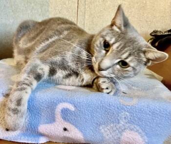 Rescue American Shorthair Cats for Adoption in Homestead, Florida - Willow | PetCurious