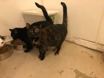 Rescue Domestic Short Hair Cats for Adoption in Bourbonnais, Illinois - Annie | PetCurious