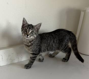 Stormie - Riley Fuzzell -  Domestic Short Hair Cat for Adoption in Spring, Texas - Stormie - Riley Fuzzell | PetCurious