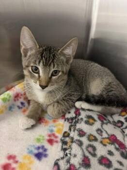 Domestic Short Hair Cats Available for Adoption in North Miami Beach, Florida - Astro | PetCurious