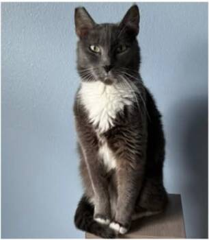 Purrfection -  Domestic Short Hair Cat for Adoption in Eugene, Oregon - Purrfection | PetCurious