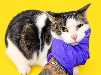 JONA -  Domestic Short Hair Cat for Adoption in Doral, Florida - JONA | PetCurious