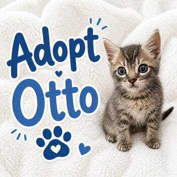 Domestic Short Hair Cats Available for Adoption in Long Beach, California - Otto | PetCurious