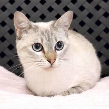Ermine -  Domestic Medium Hair Cat for Adoption in Fort Davis, Texas - Ermine | PetCurious