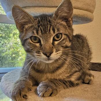 Wally - Sweet and Fun -  Tabby Cat for Adoption in Hoquiam, Washington - Wally - Sweet And Fun | PetCurious
