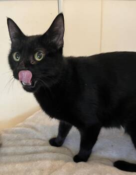 Stevie (female) -  Domestic Short Hair Cat for Adoption in Moline, Illinois - Stevie (female) | PetCurious