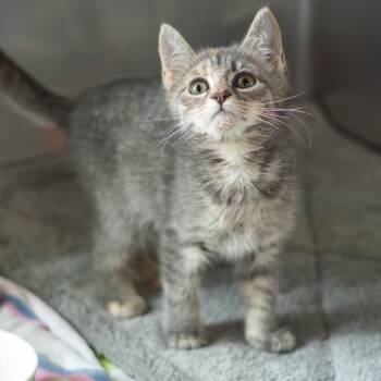 Meowdonna -  Domestic Short Hair Cat for Adoption in Wilmington, Delaware - Meowdonna | PetCurious